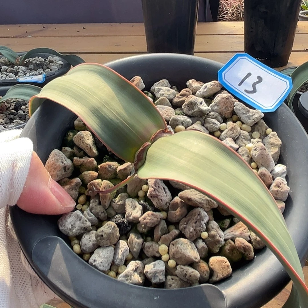 汤圆植物百岁兰13好看