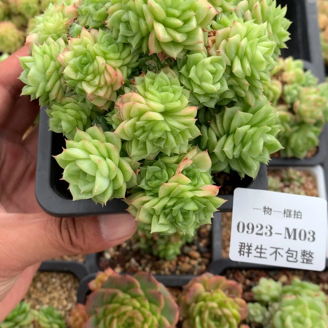 0923-M03 母猪麦杆