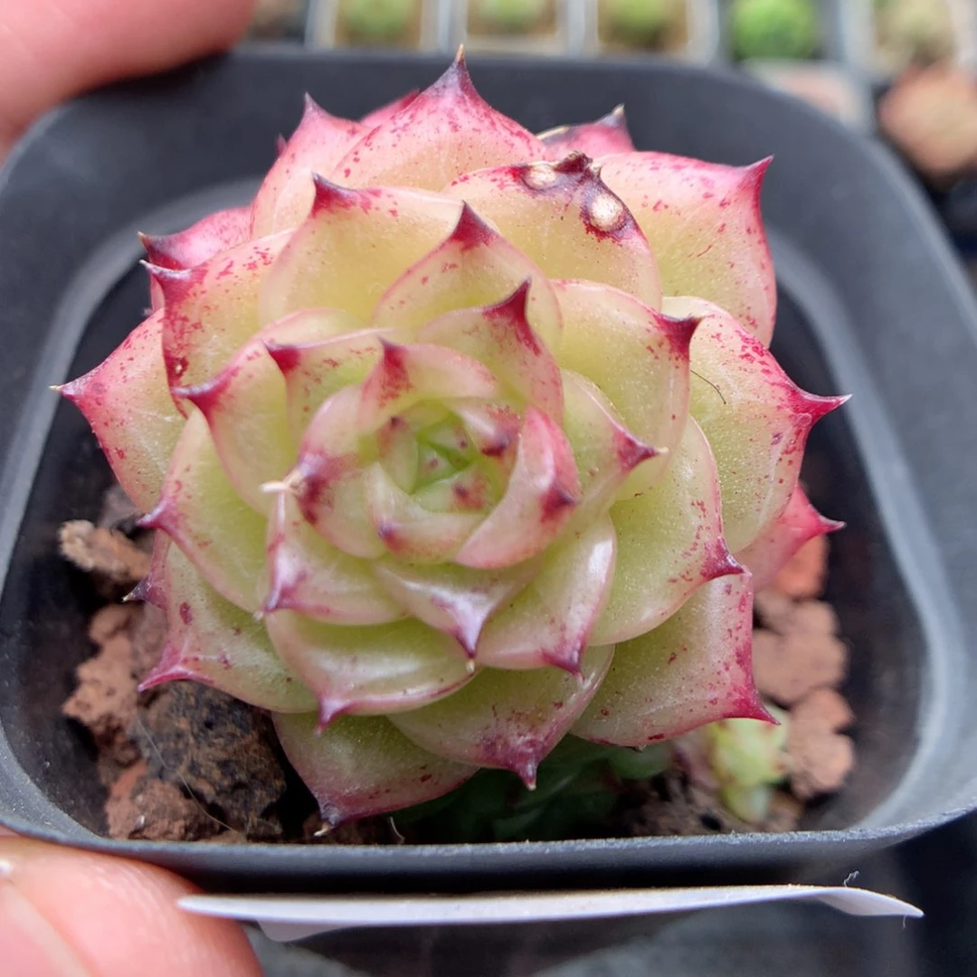 B70 ，柿子多肉20包邮两天凑单