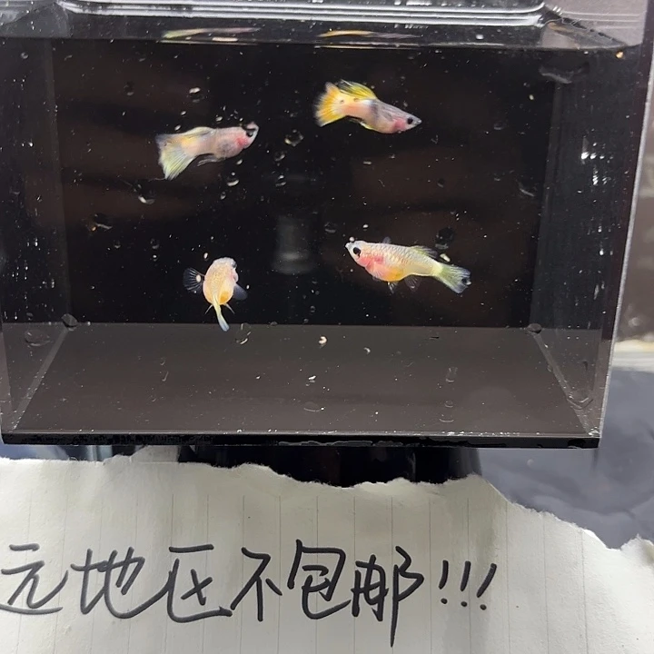 孔雀鱼粉猫两对精品孔雀鱼