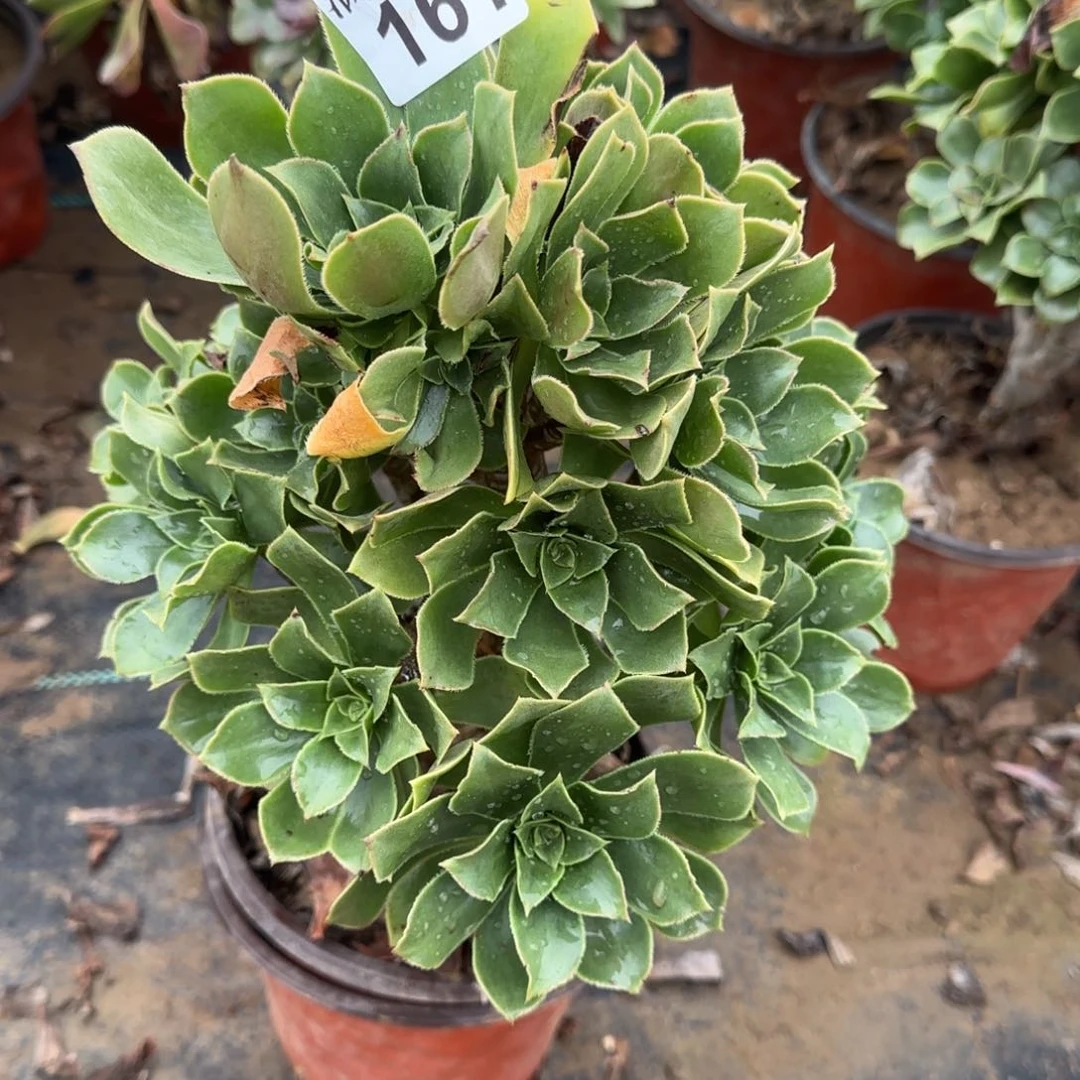 香腹多肉161满28包邮断枝不包