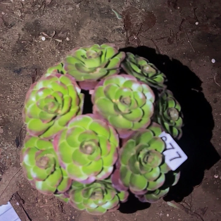 677魅金多肉植物不售后