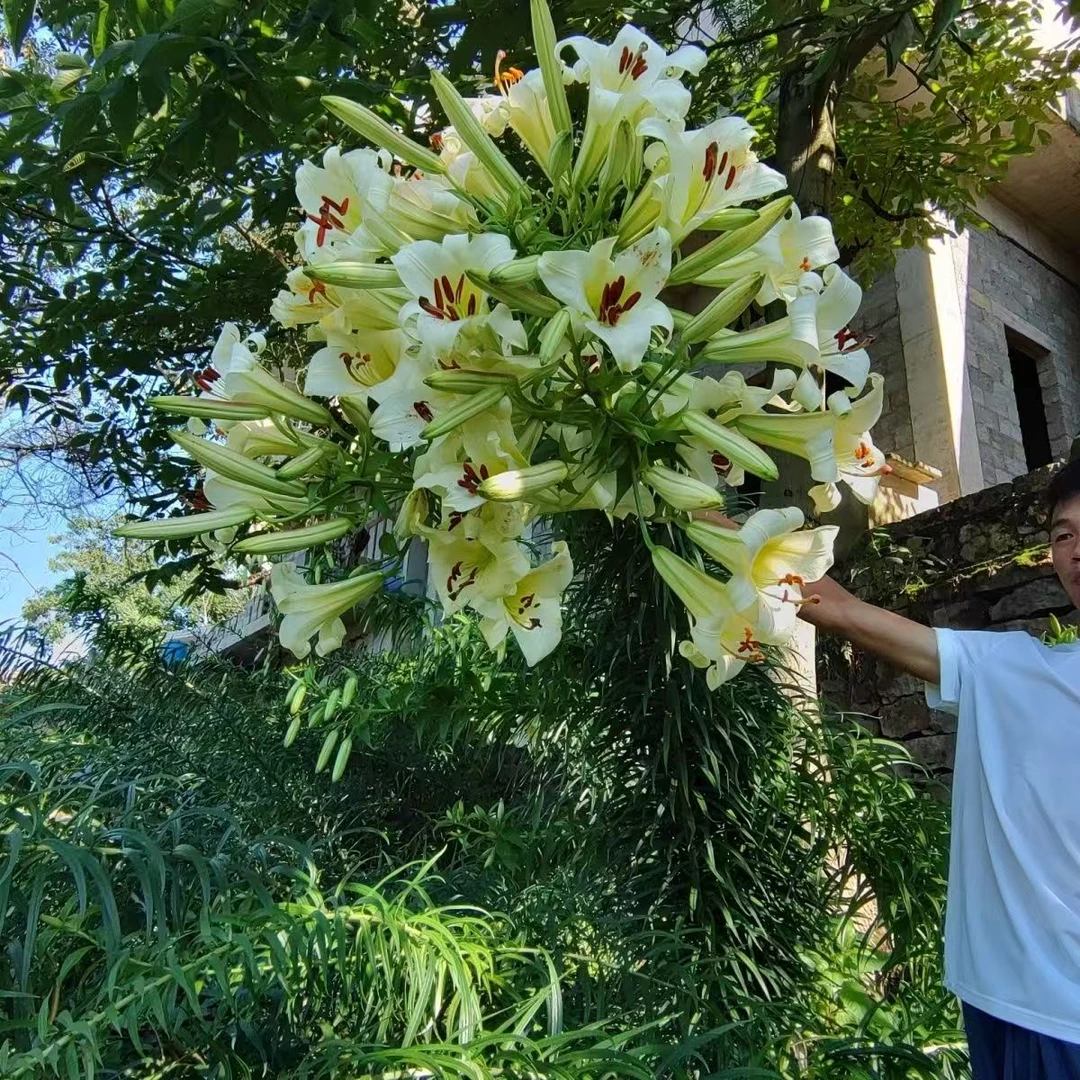 高山大百合花