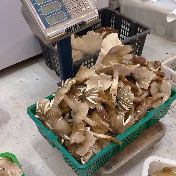 老***于南华，，，，，中国大陆