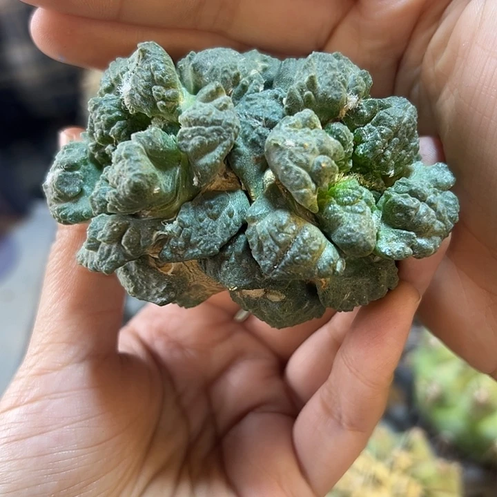 11号根芽连体龟甲牡丹8.2公分