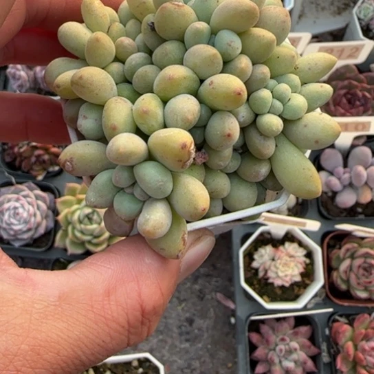 31奶酪蛋糕多肉植物多