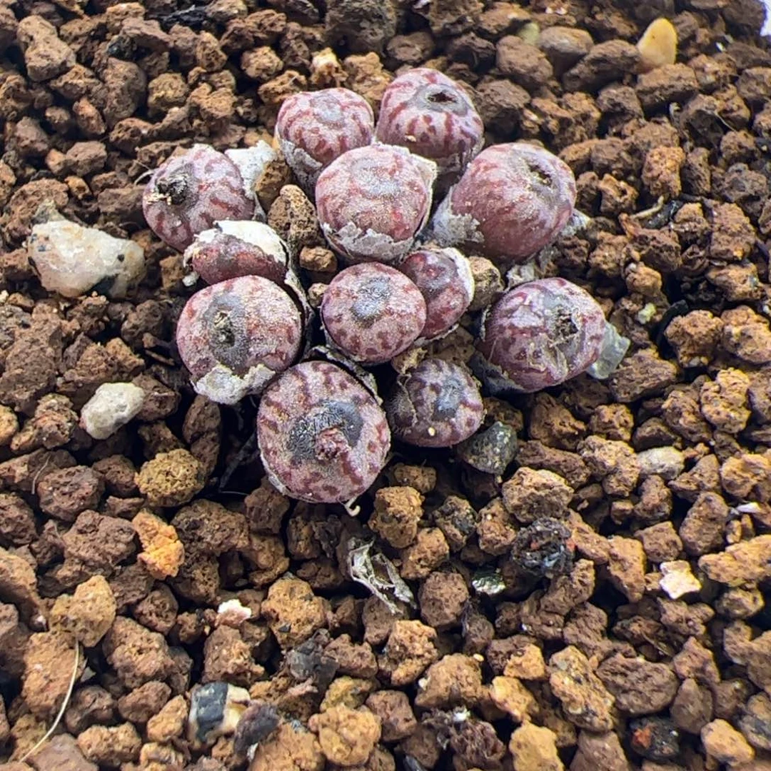 12.26红珊瑚多肉植物34