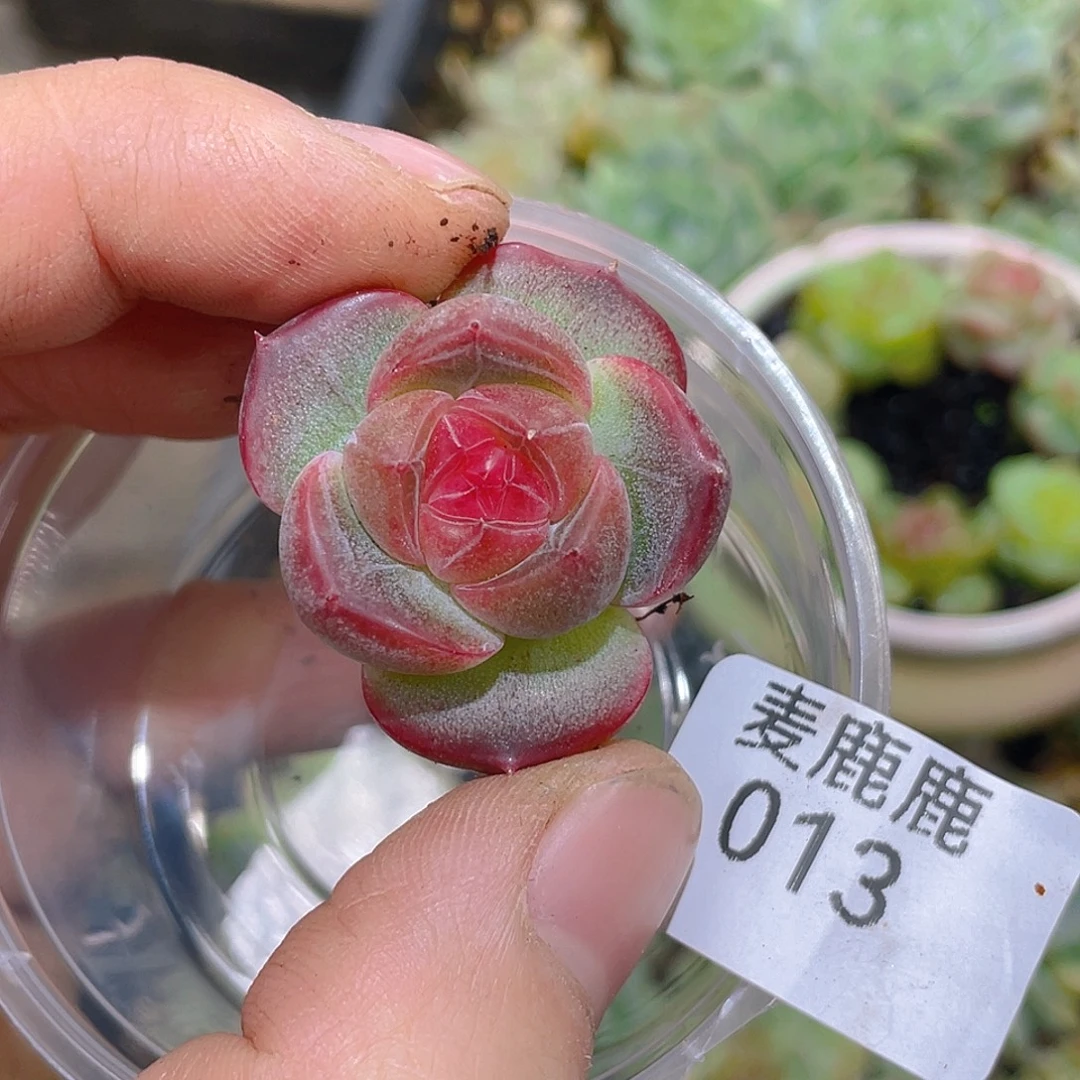 姐***肉013。订。