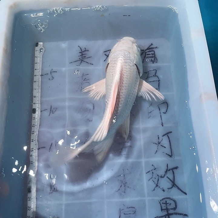 蝴蝶鲤鱼渔场直发05