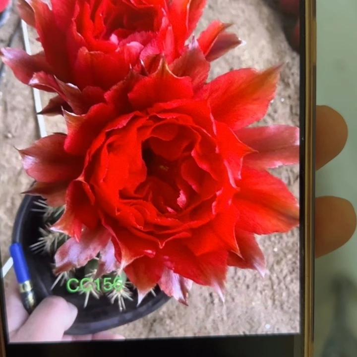 无花朵仙人球侧芽歪cc156