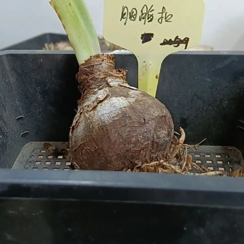 无花朵胭脂扣6+发一个