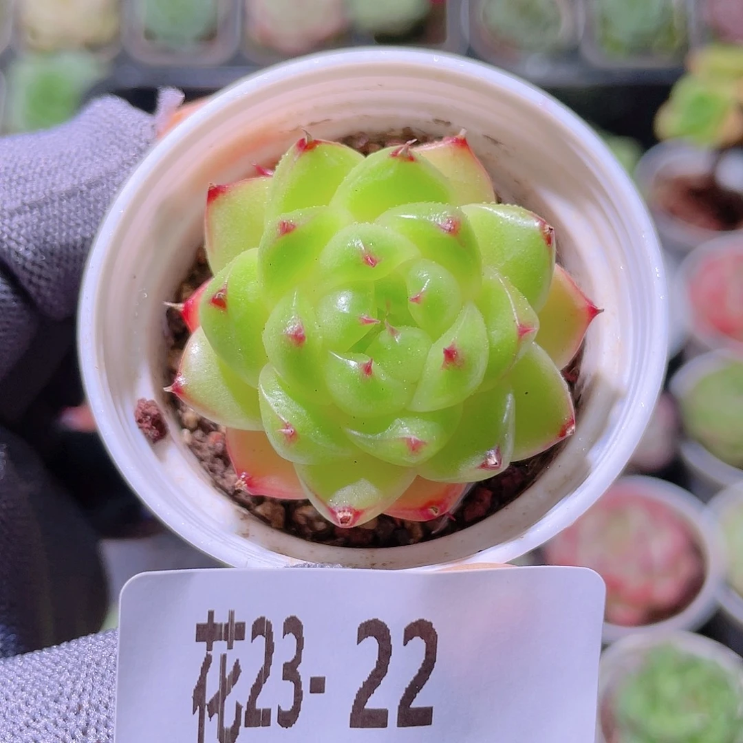 花利美23-22海王