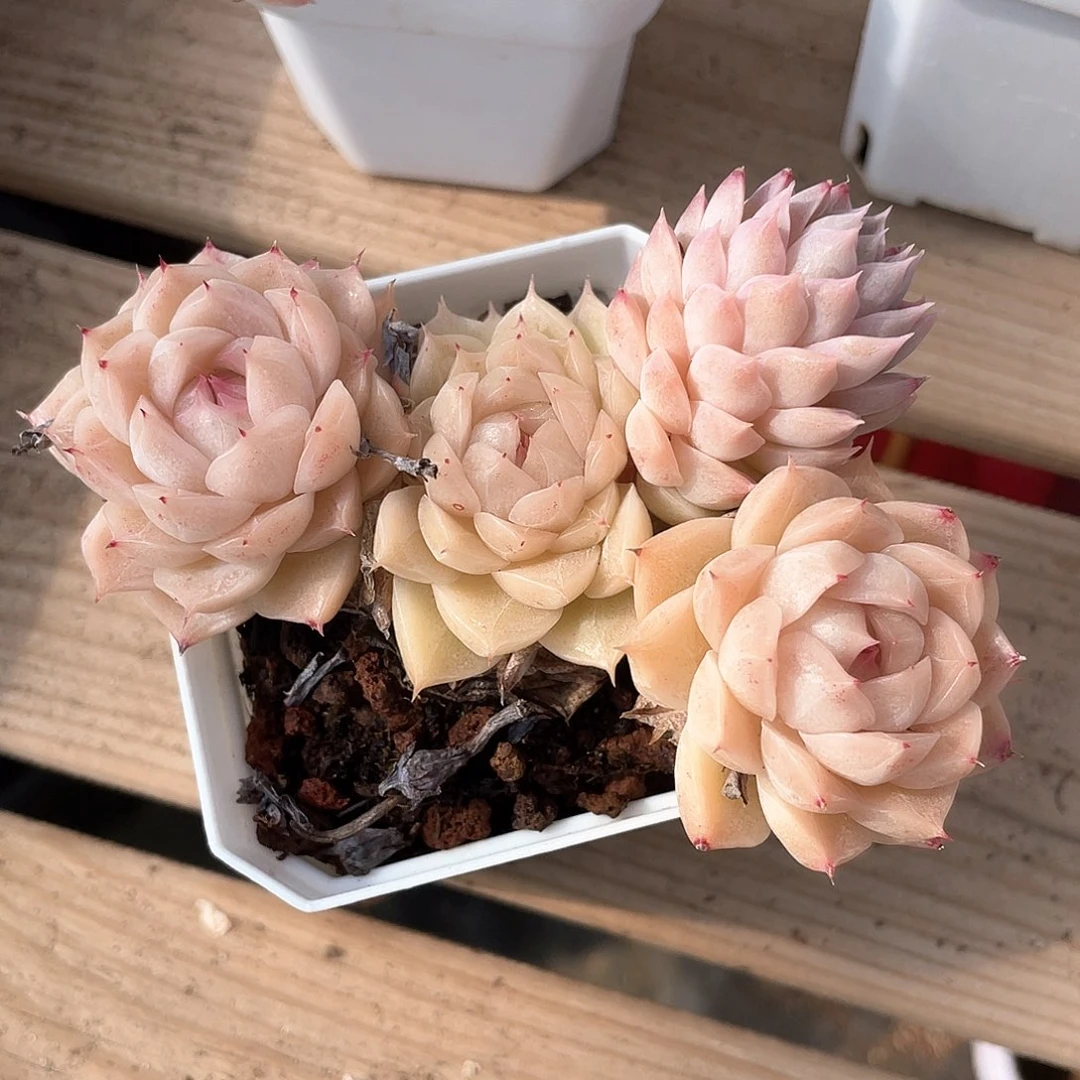 优选5号女王8696