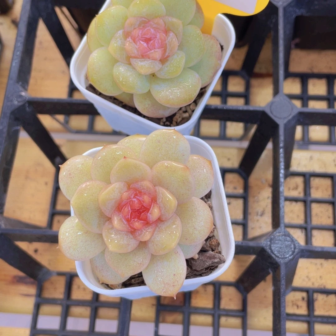 1254号 全状态糖心弗洛伊德一个