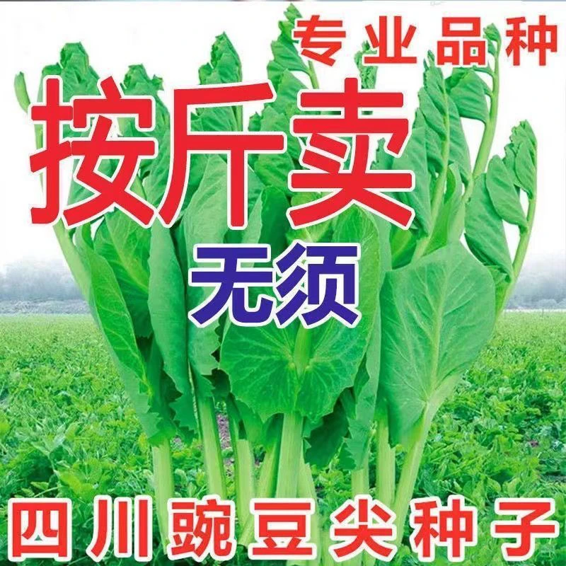 【秋冬应季】无须豌豆苗种子豌豆尖芽苗菜籽四季蔬菜种子盆栽庭院