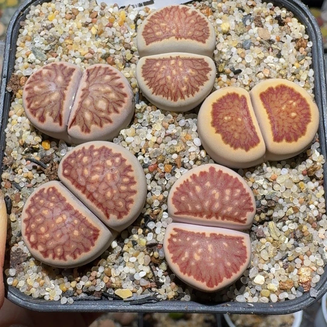 Ssss精品生石花941