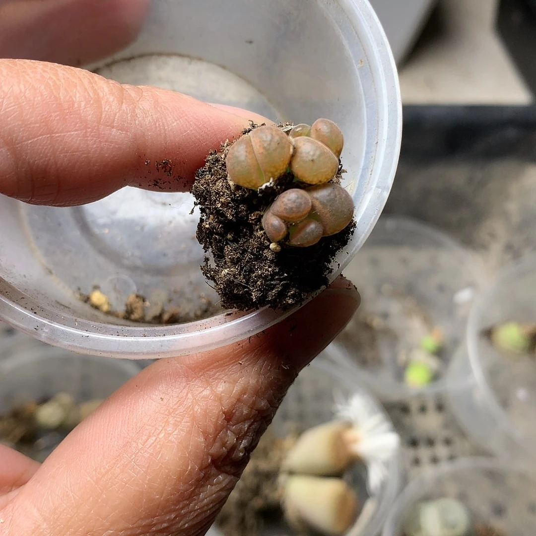 W159多肉植物保护