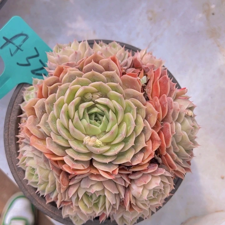 健健康康平平安安