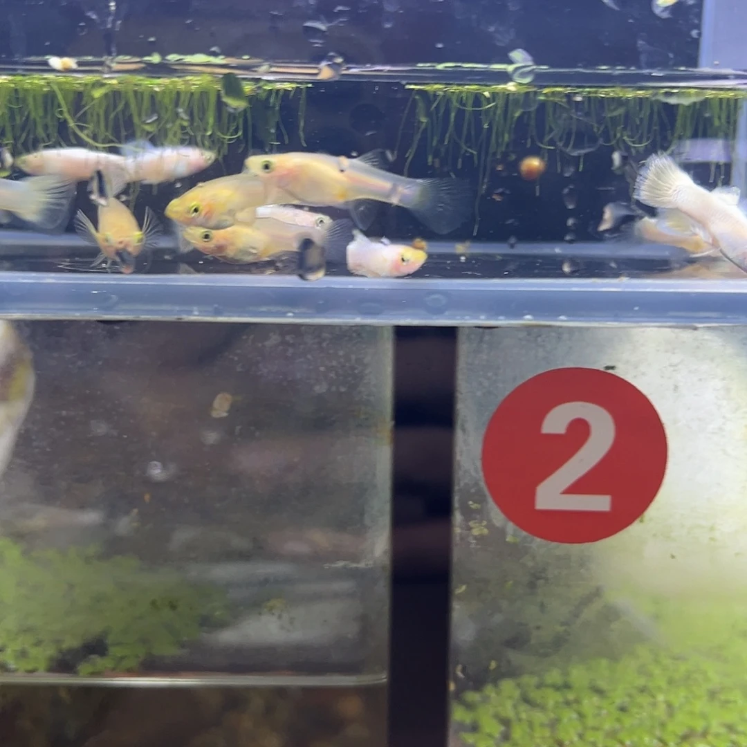 孔雀鱼斯里兰卡小白1111