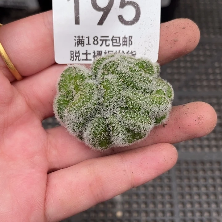 195白檀缀化仙人球植物