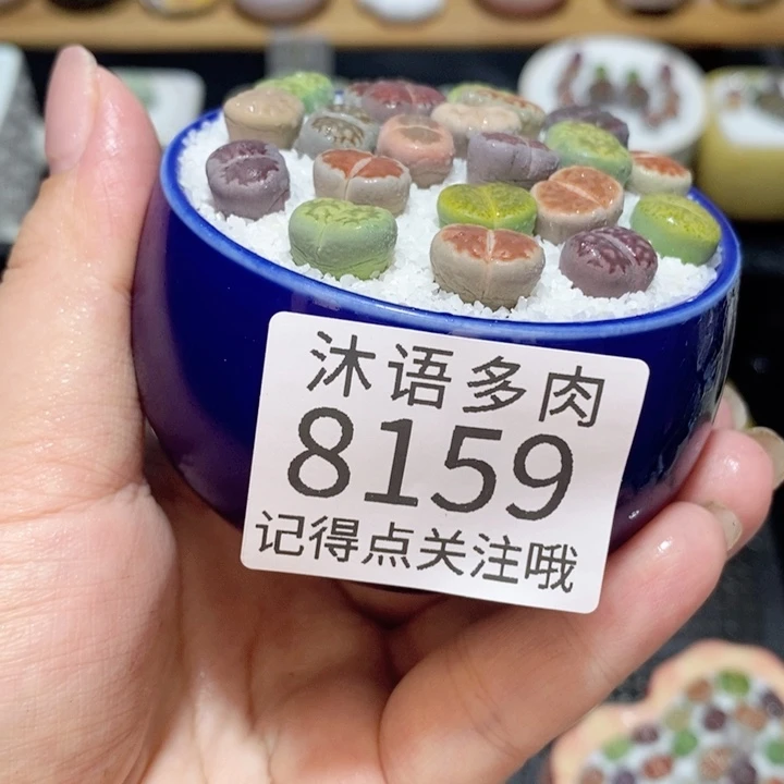 带盆土植物 精美盆栽8159