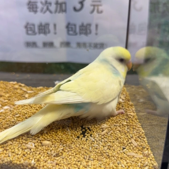 虎皮鹦鹉大头虎皮鹦鹉
