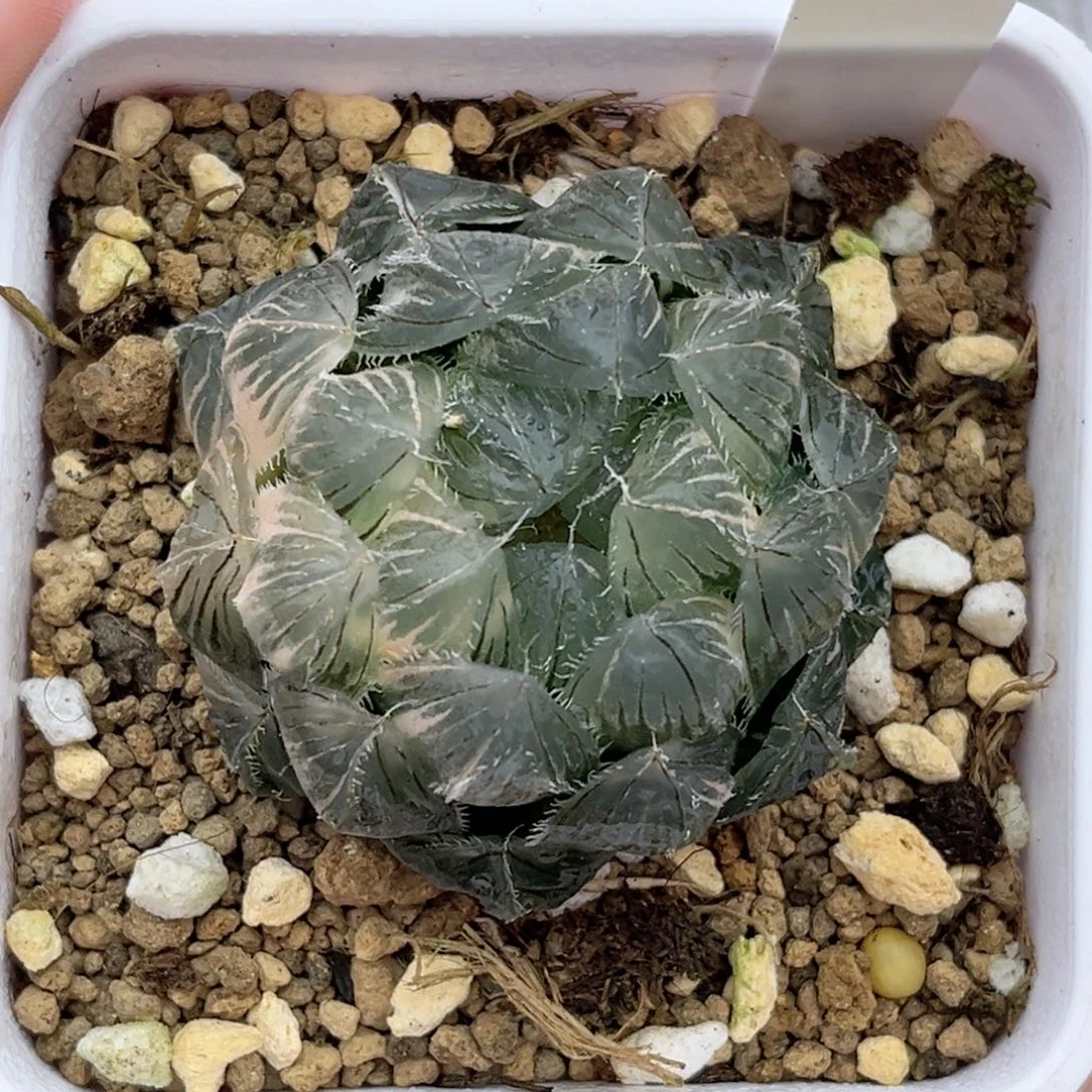 64白刺线玉露锦福利专场