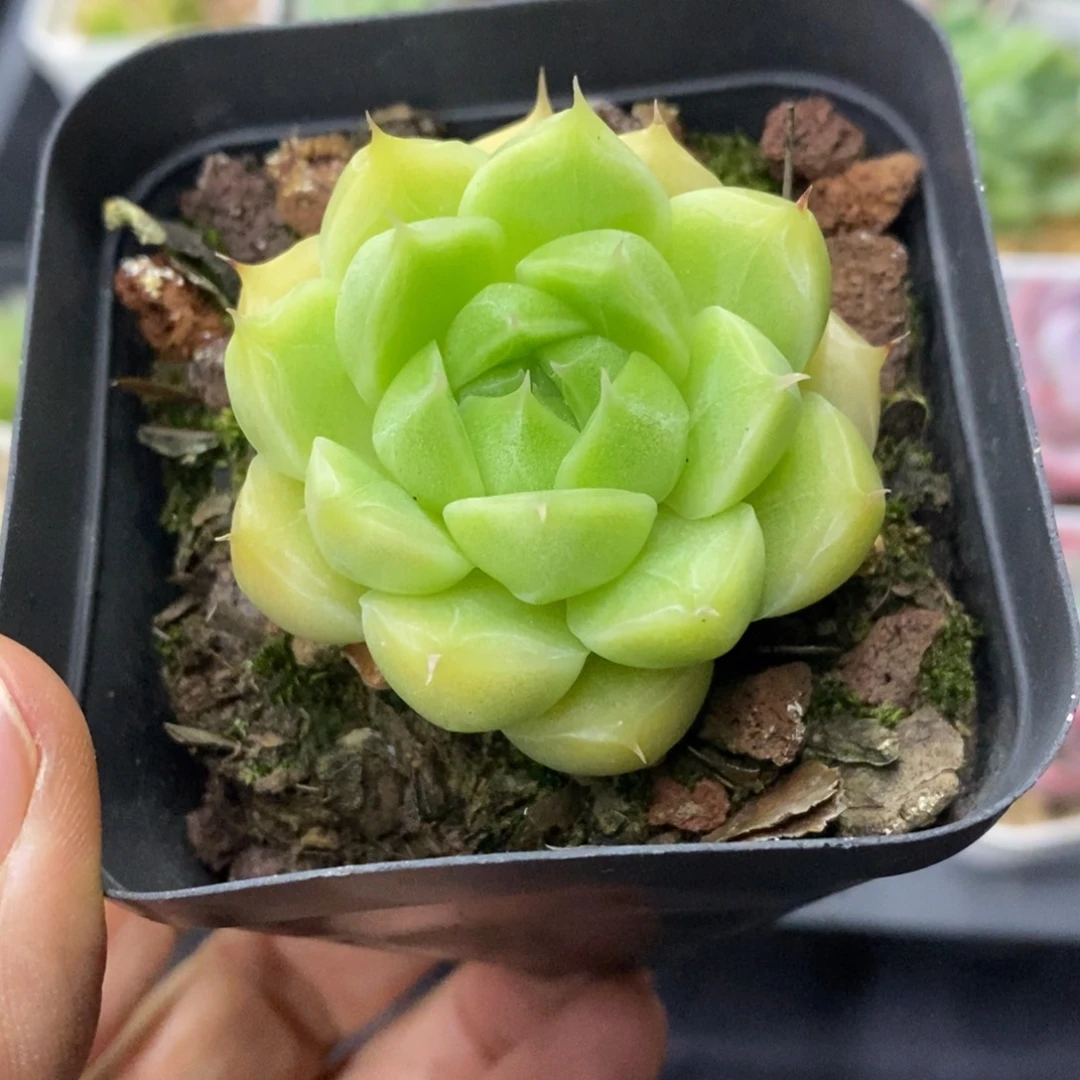 精品多肉一物一拍不包整142