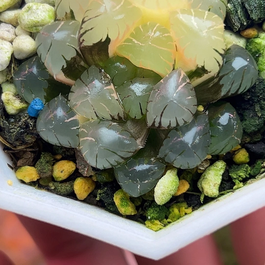 冰灯锦十二卷多肉植物