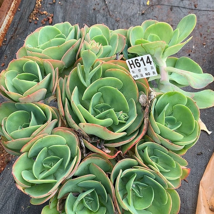莫妮卡大群 非偏远38包邮 节后发