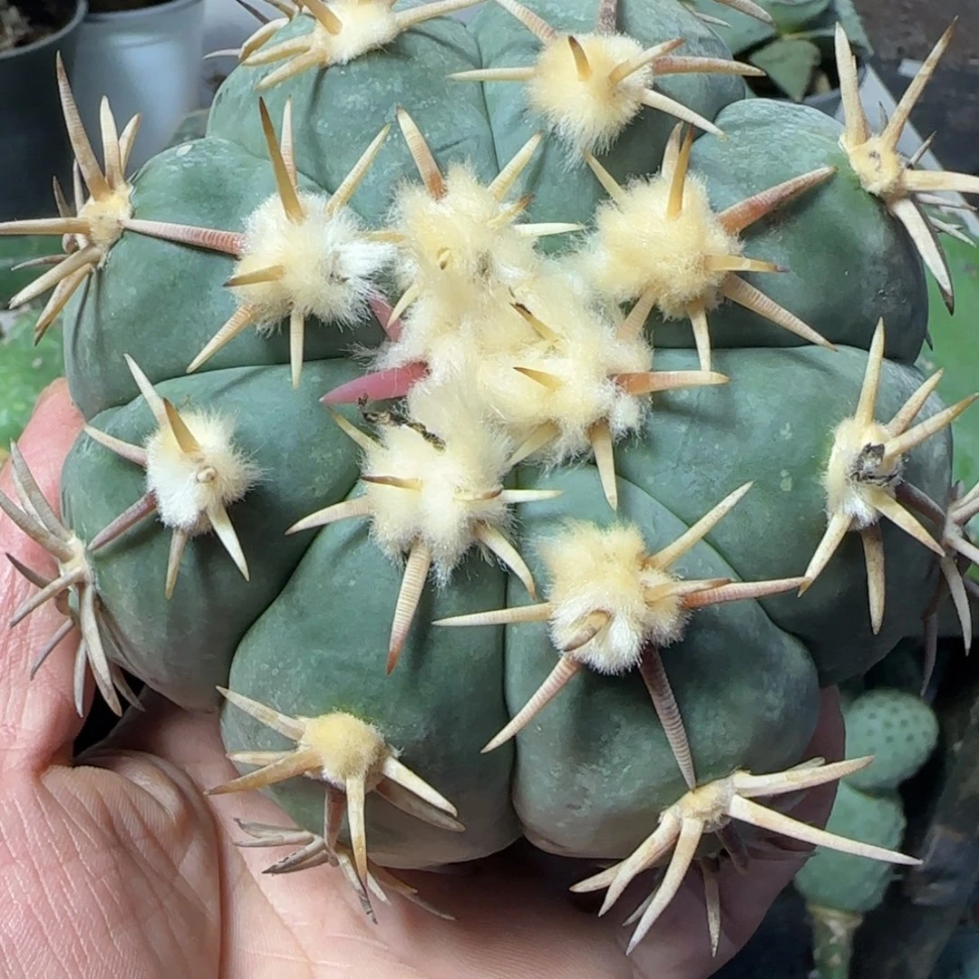 无花朵超大翠平888