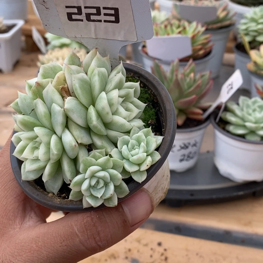 223好麦秆群哈哈哈哈