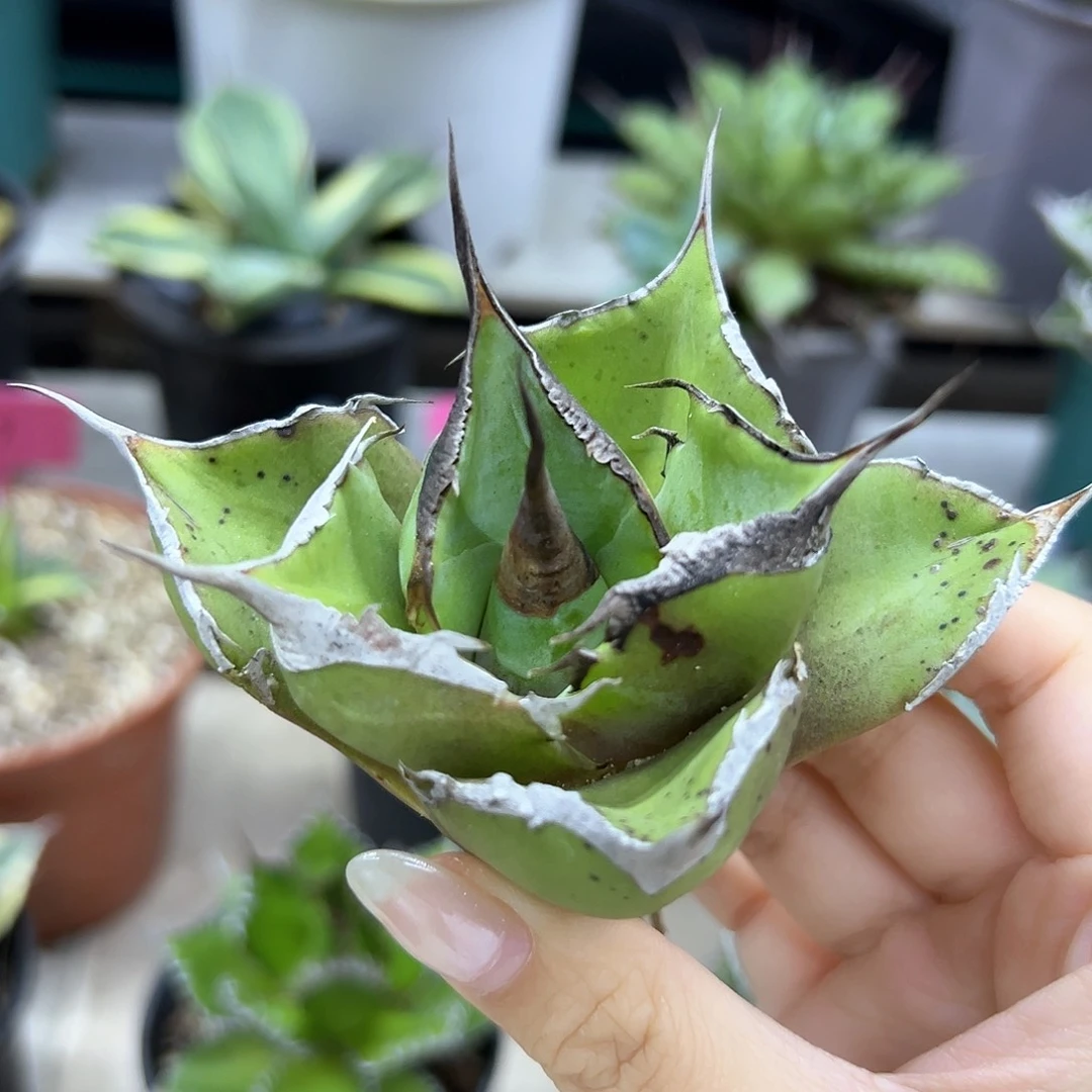 黑豹芽一物一拍偏远不包邮不退不换