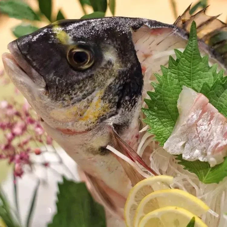 【大李老陈】金头鲷金头立可刺身冰鲜发货
