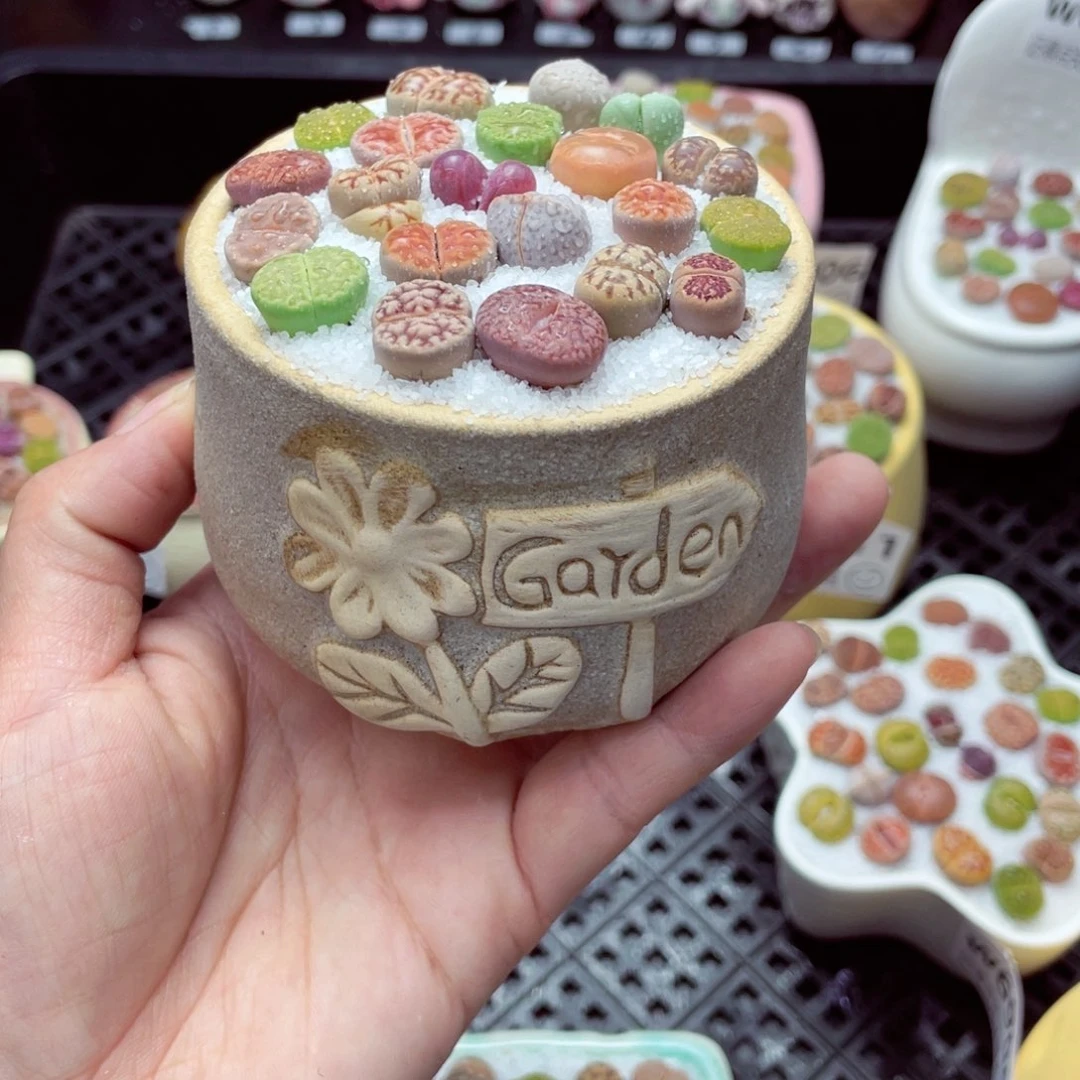 w6912 带盆土发货-零下地区拍保温箱