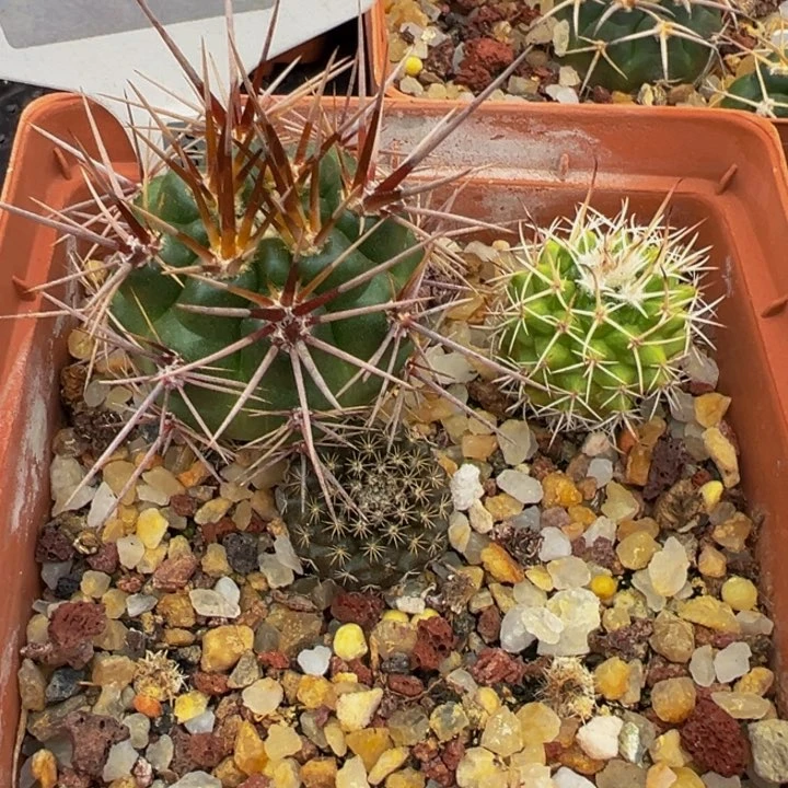 7180三颗实生裸根发货