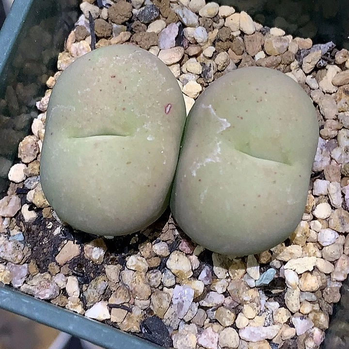 精品多肉植物精品多肉桃割杂