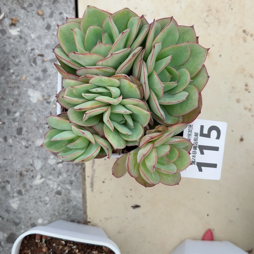 牡丹亭群生多肉多肉多肉