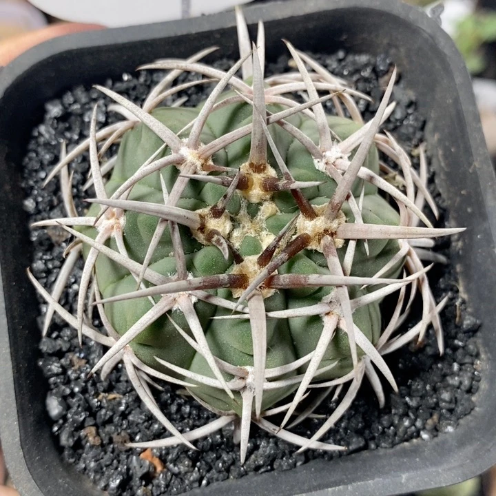 27号实生强刺碧岩玉5.3cm