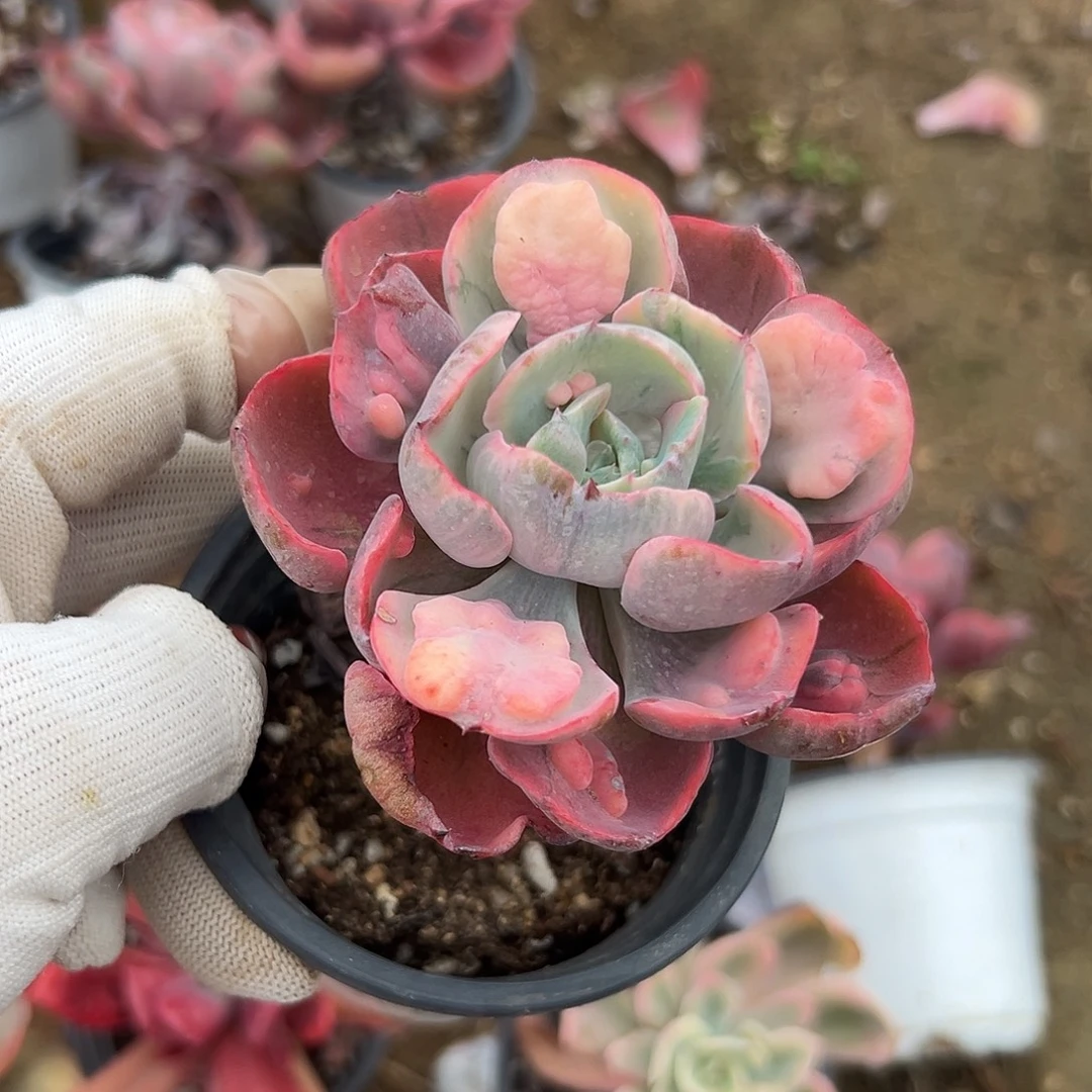多肉植物雨滴锦单头
