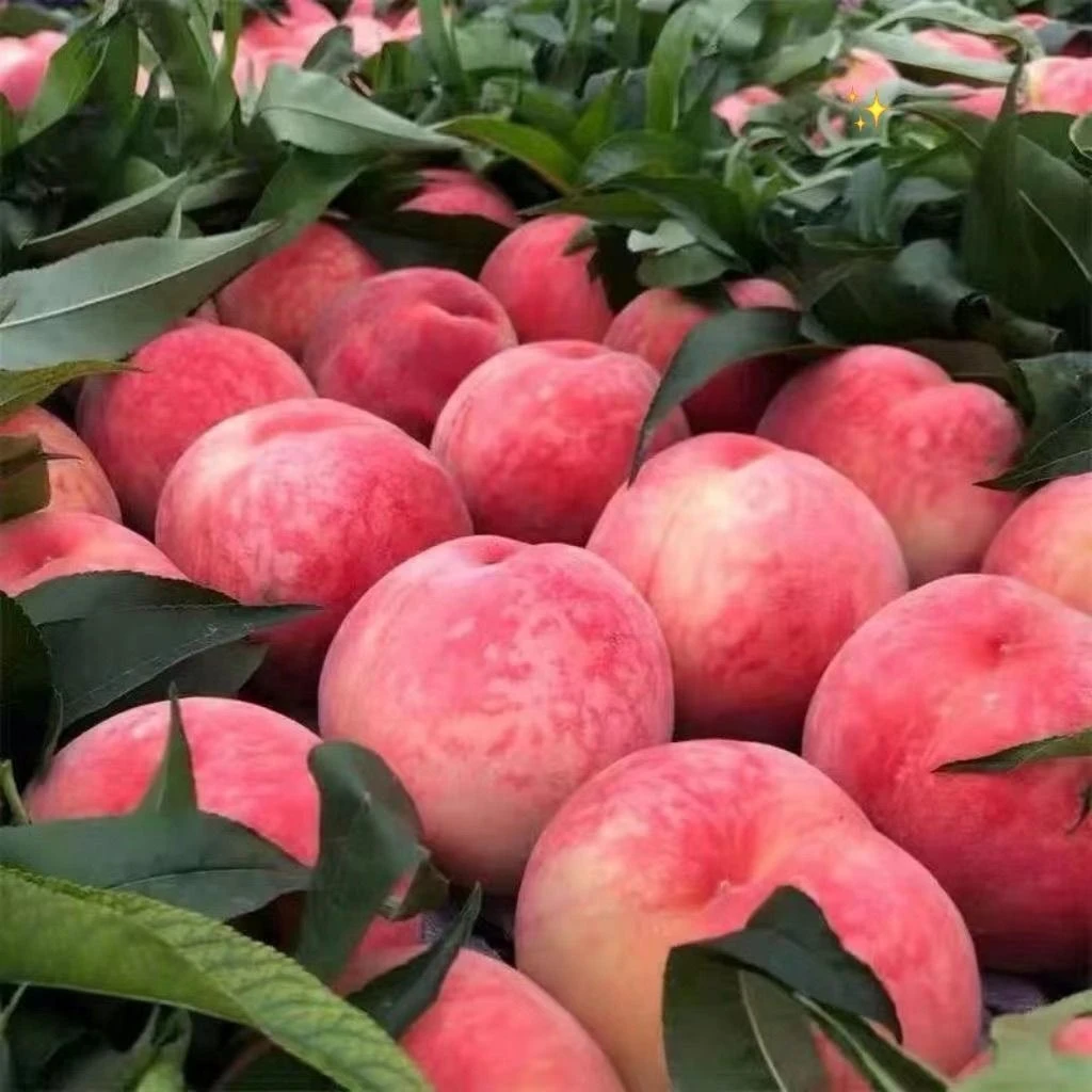 黄心脆桃应季水果农户果园现摘现发孕妇水果桃子软硬新鲜水果包邮