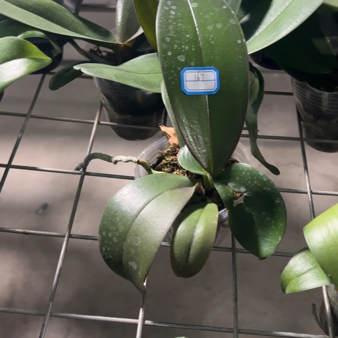 当前无花栽培后可以开花167处理破损苗哈根达斯，凑单发货