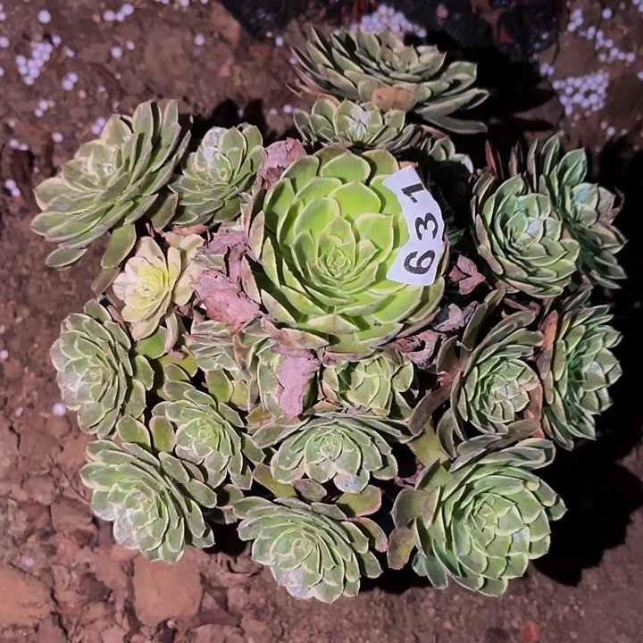 631孔雀翎多肉植物