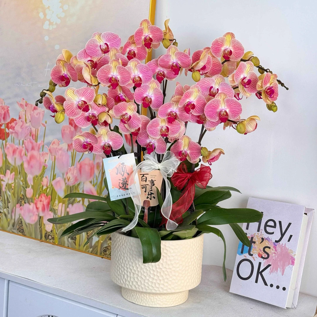 【和弦】 鲜花蝴蝶兰 室内组盆 室内花卉 带花带花苞