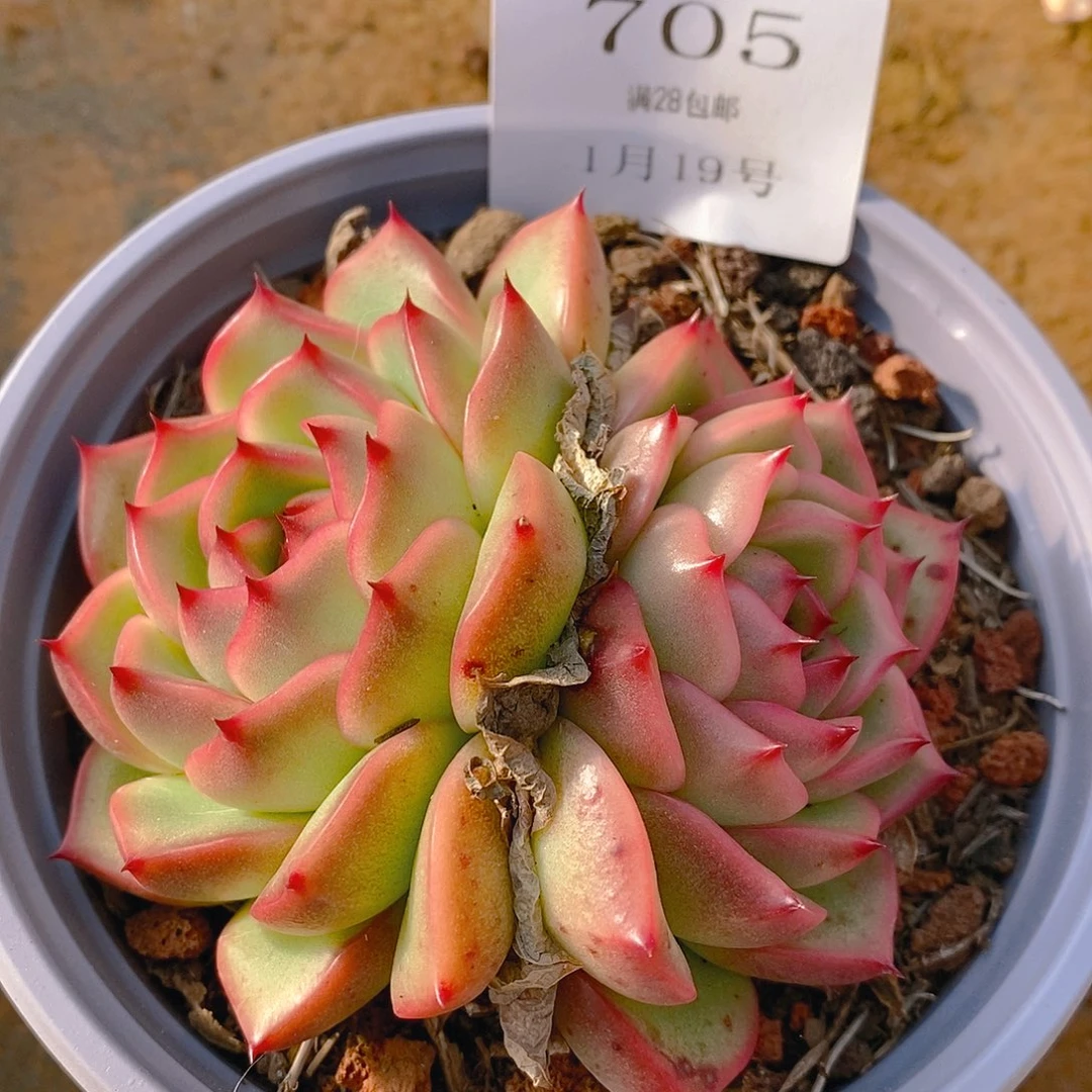 【闪购商品】云705