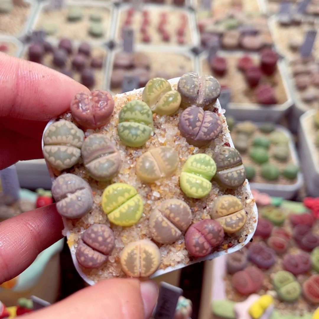 08号带盆包邮发货