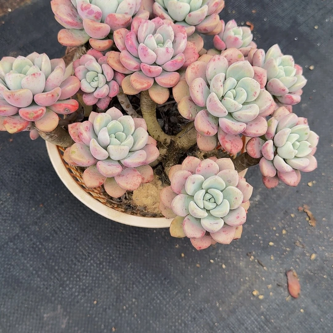 花斑露 一物一拍 多肉