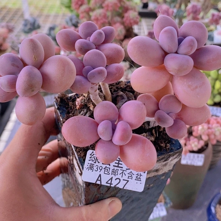 糖果桃蛋老桩11cm427多肉植物