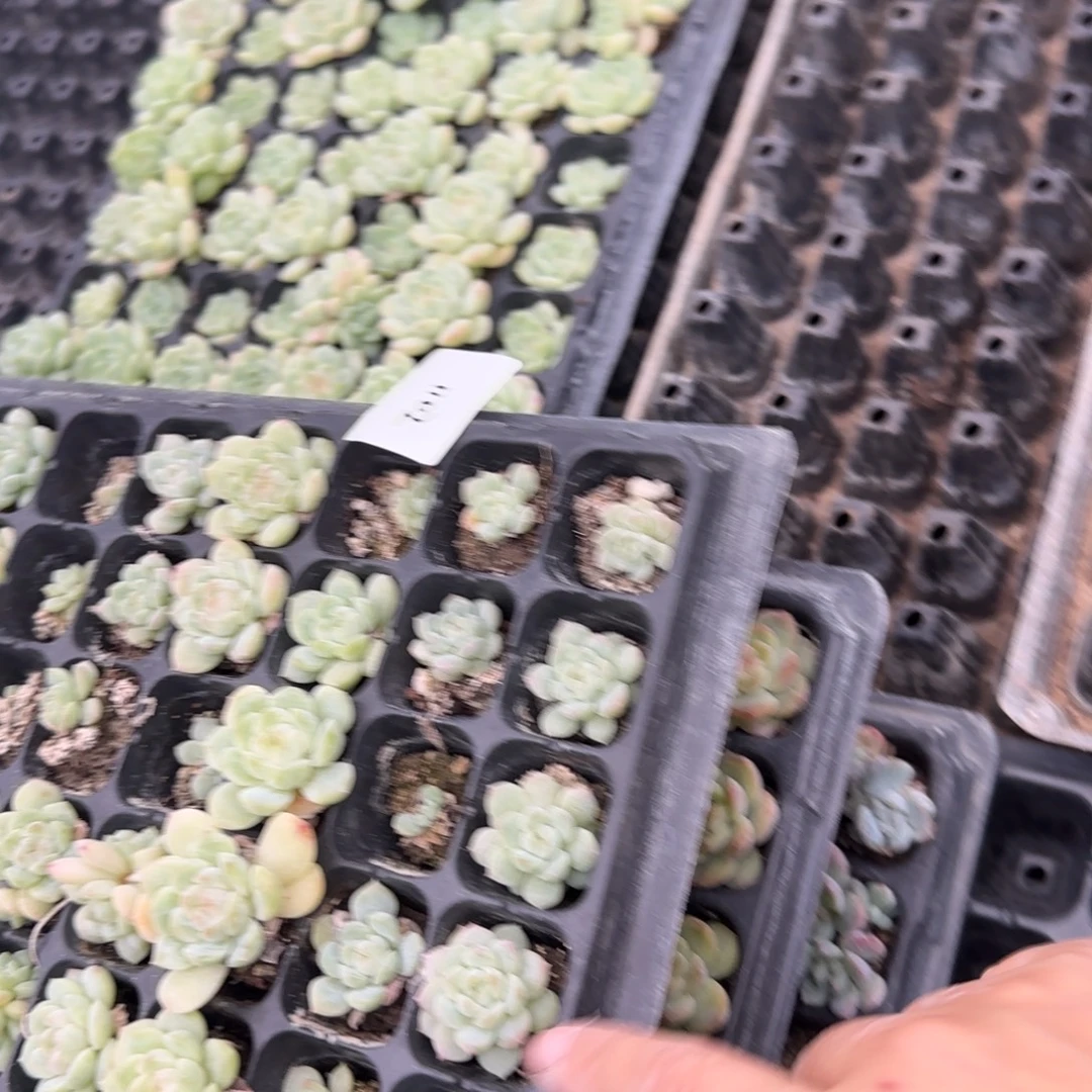 1102 号3半框满20包邮