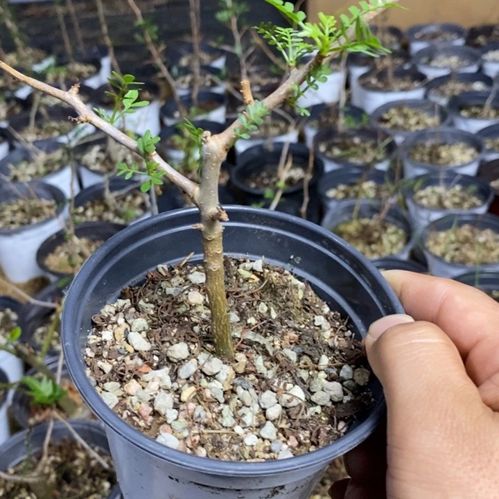 月***凡羽叶结揽偏差打，索喷涂技术学院毕业证